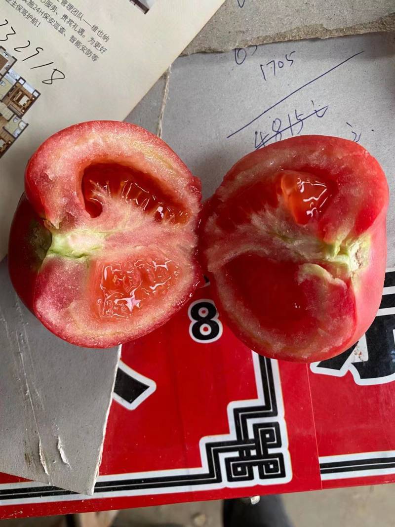 山东硬粉西红柿精品西红柿货源充足质量保证欢迎采购