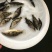 广州桂花鱼苗免邮鳜花桂鱼鳜鱼苗翘嘴桂鱼苗包邮