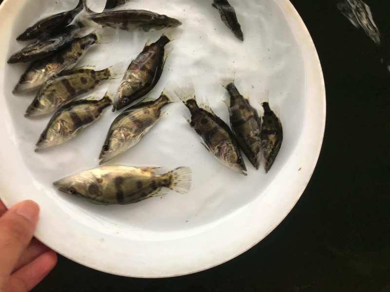 广州桂花鱼苗免邮鳜花桂鱼鳜鱼苗翘嘴桂鱼苗包邮