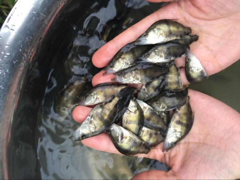 广州桂花鱼苗免邮鳜花桂鱼鳜鱼苗翘嘴桂鱼苗包邮