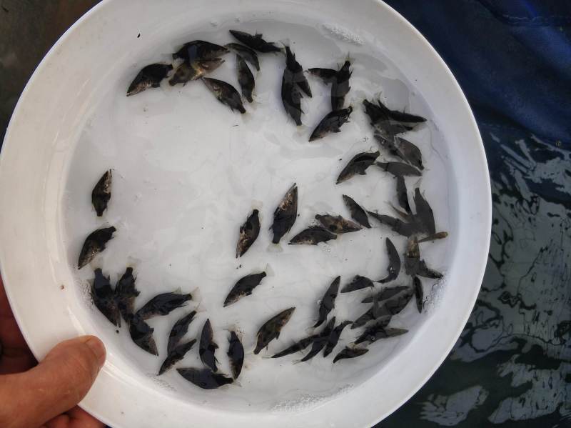 广州桂花鱼苗免邮鳜花桂鱼鳜鱼苗翘嘴桂鱼苗包邮