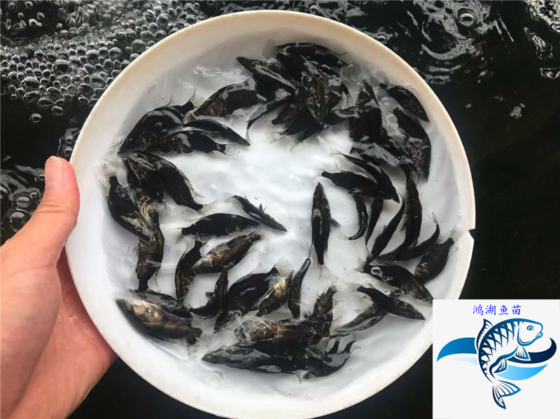 广州桂花鱼苗免邮鳜花桂鱼鳜鱼苗翘嘴桂鱼苗包邮