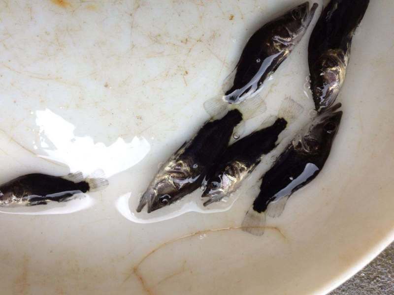 广州桂花鱼苗免邮鳜花桂鱼鳜鱼苗翘嘴桂鱼苗包邮