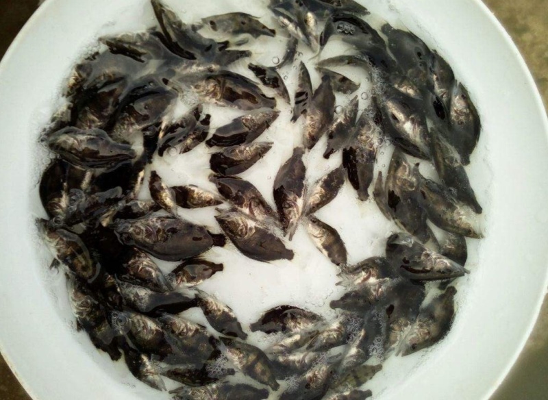 广州桂花鱼苗免邮鳜花桂鱼鳜鱼苗翘嘴桂鱼苗包邮