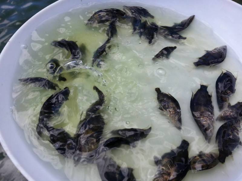 广州桂花鱼苗免邮鳜花桂鱼鳜鱼苗翘嘴桂鱼苗包邮
