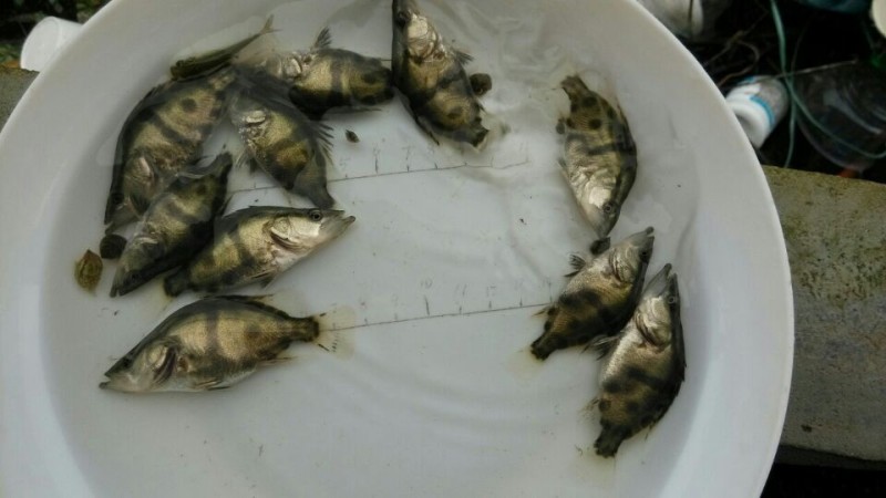 广州桂花鱼苗免邮鳜花桂鱼鳜鱼苗翘嘴桂鱼苗包邮