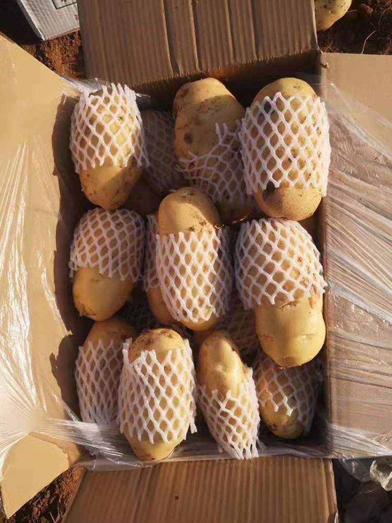 内蒙古荷兰土豆黄心234两土豆希森v7系列土豆