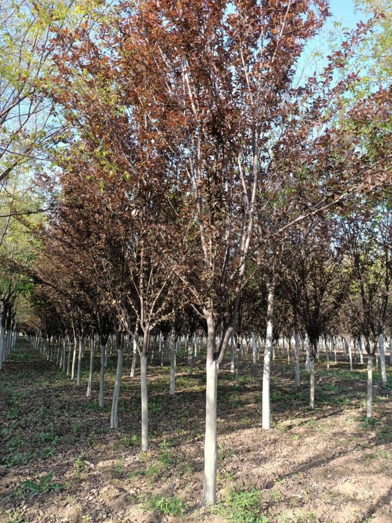 紫叶李江苏紫叶李基地直销一手货源欢迎咨询