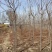 栾树苗江苏栾树苗产地直销一手货源量大价优