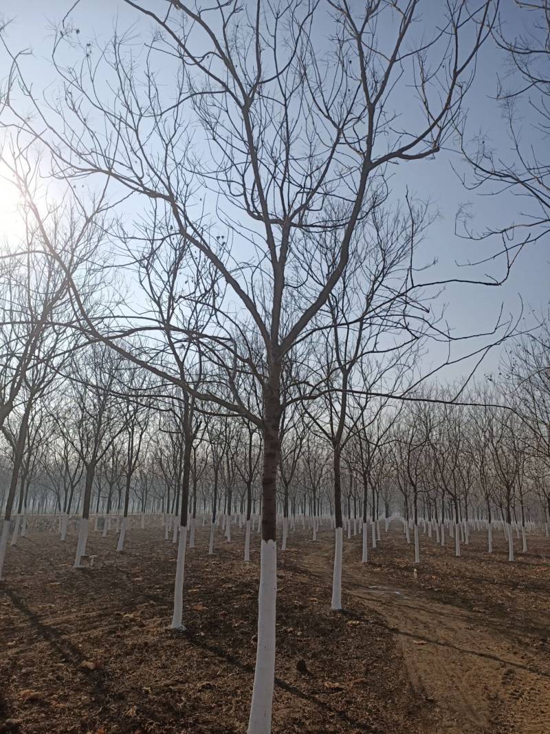 栾树苗江苏栾树苗产地直销一手货源量大价优