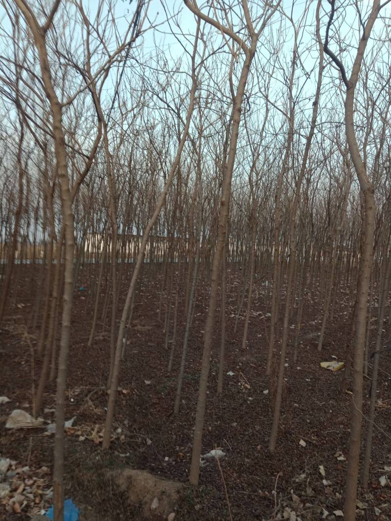 栾树苗江苏栾树苗产地直销一手货源量大价优