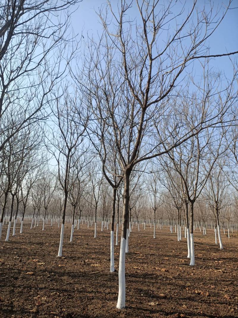 栾树苗江苏栾树苗产地直销一手货源量大价优
