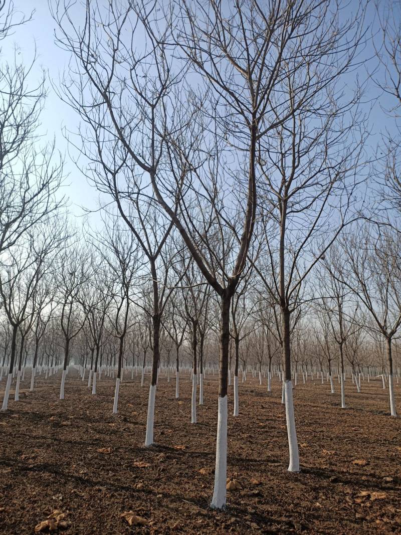 栾树苗江苏栾树苗产地直销一手货源量大价优