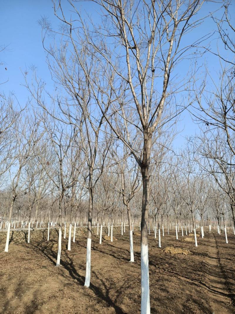 栾树苗江苏栾树苗产地直销一手货源量大价优