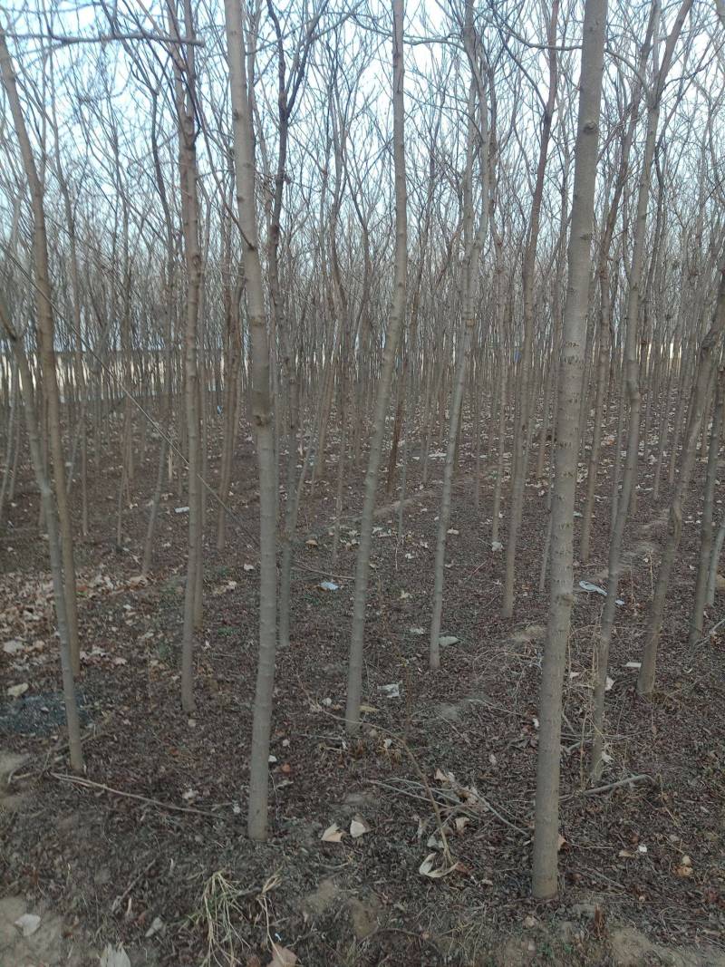 栾树苗江苏栾树苗产地直销一手货源量大价优
