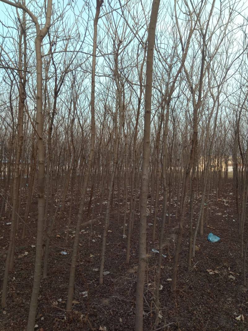 栾树苗江苏栾树苗产地直销一手货源量大价优