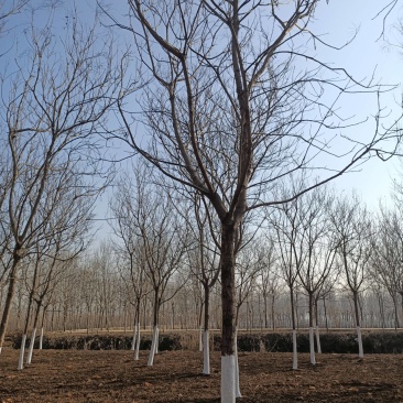 栾树苗江苏栾树苗产地直销一手货源量大价优