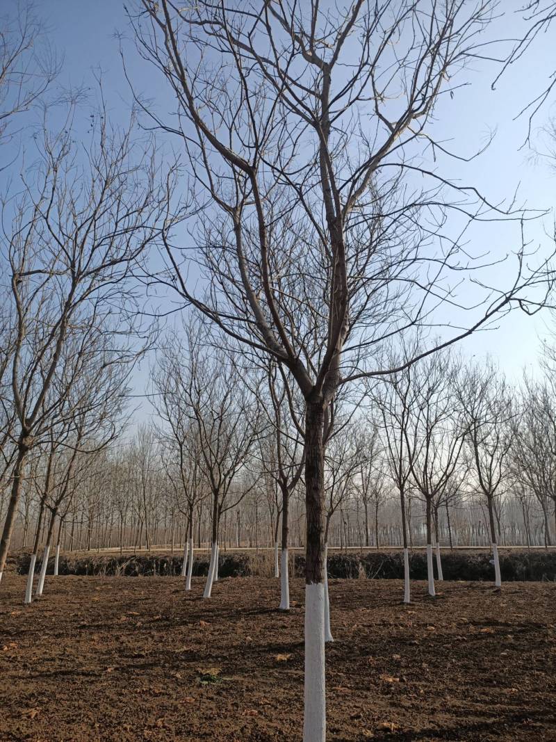 栾树苗江苏栾树苗产地直销一手货源量大价优