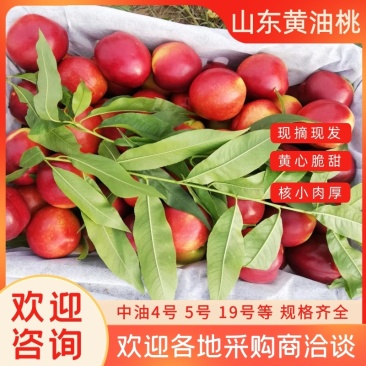 山东冠县黄心油桃/可一件代发/欢迎各地采购商洽谈