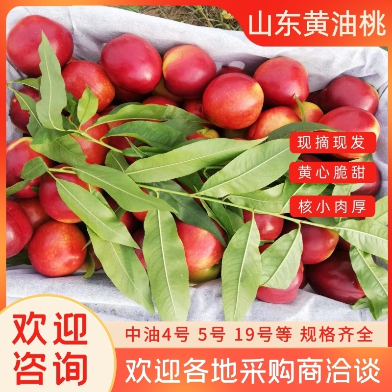 山东冠县黄心油桃/可一件代发/欢迎各地采购商洽谈