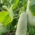 精品羊角蜜瓜(山东甜)个头大口感甜质量保证