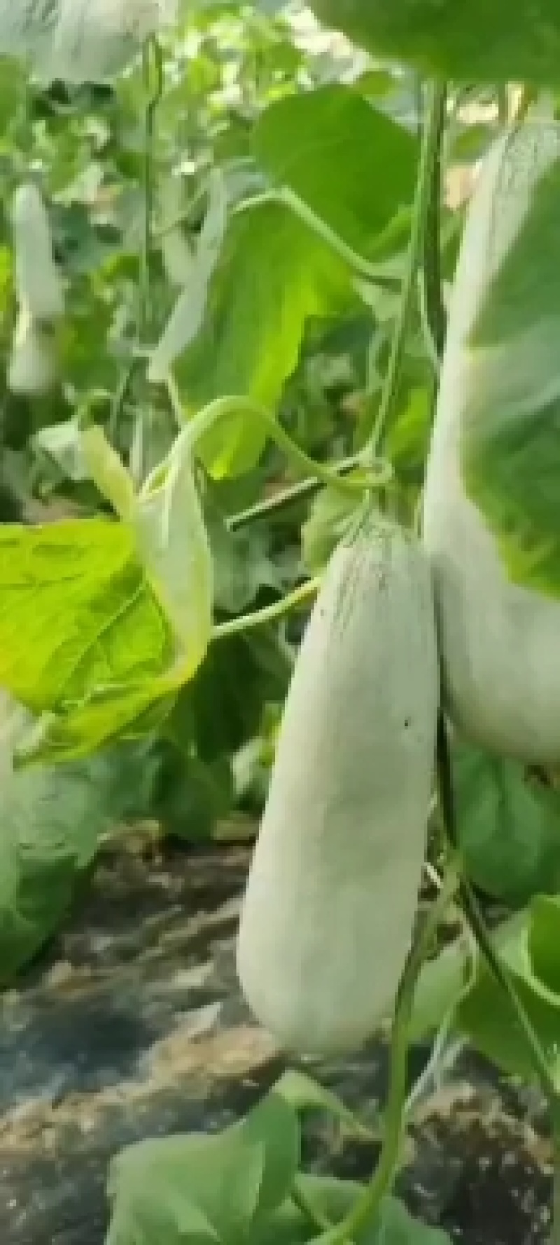 精品羊角蜜瓜(山东甜)个头大口感甜质量保证