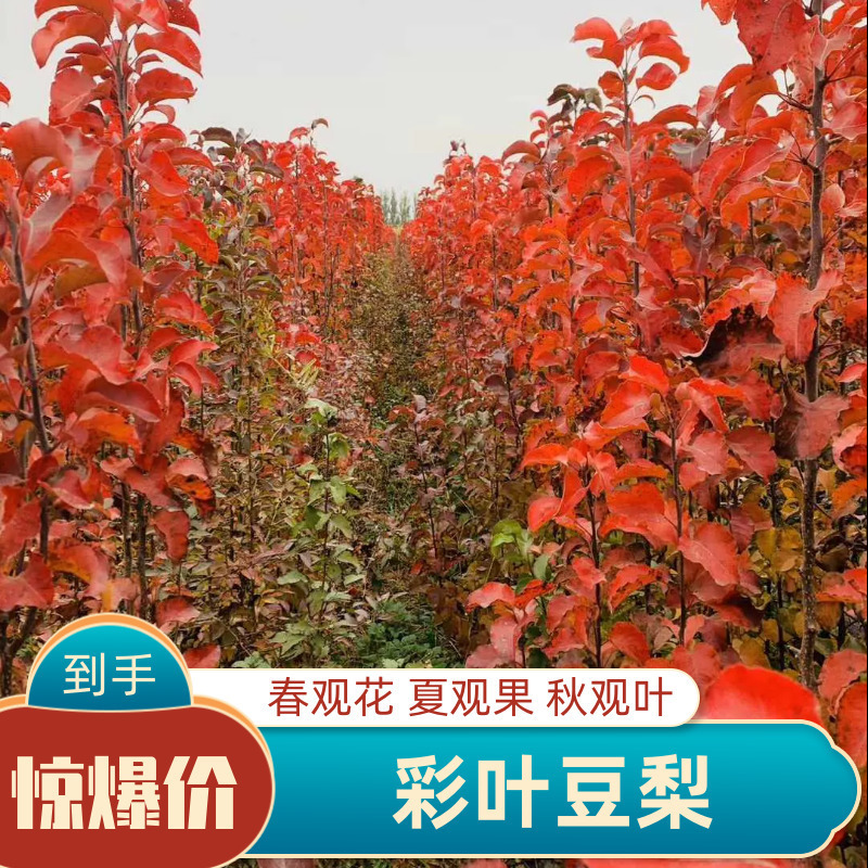 全国发货彩叶豆梨秋火焰自家苗圃优质品种保证成活率