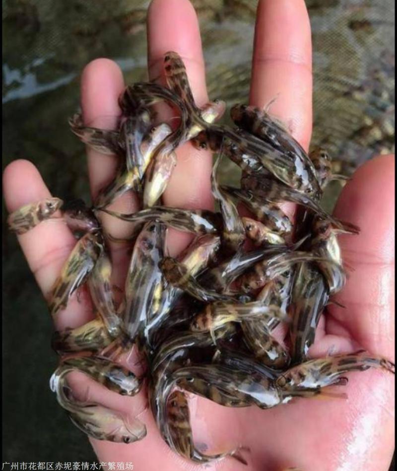 黄骨鱼苗6-7CM量大从优货源充足养殖技术指导自孵