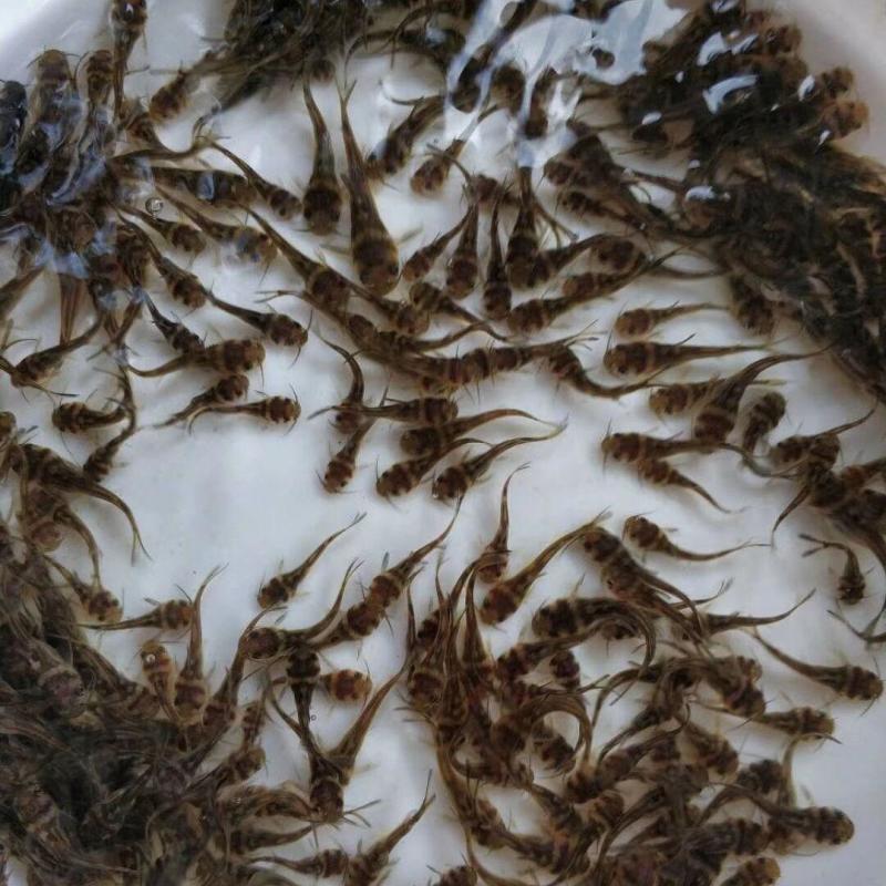 黄骨鱼苗6-7CM量大从优货源充足养殖技术指导自孵