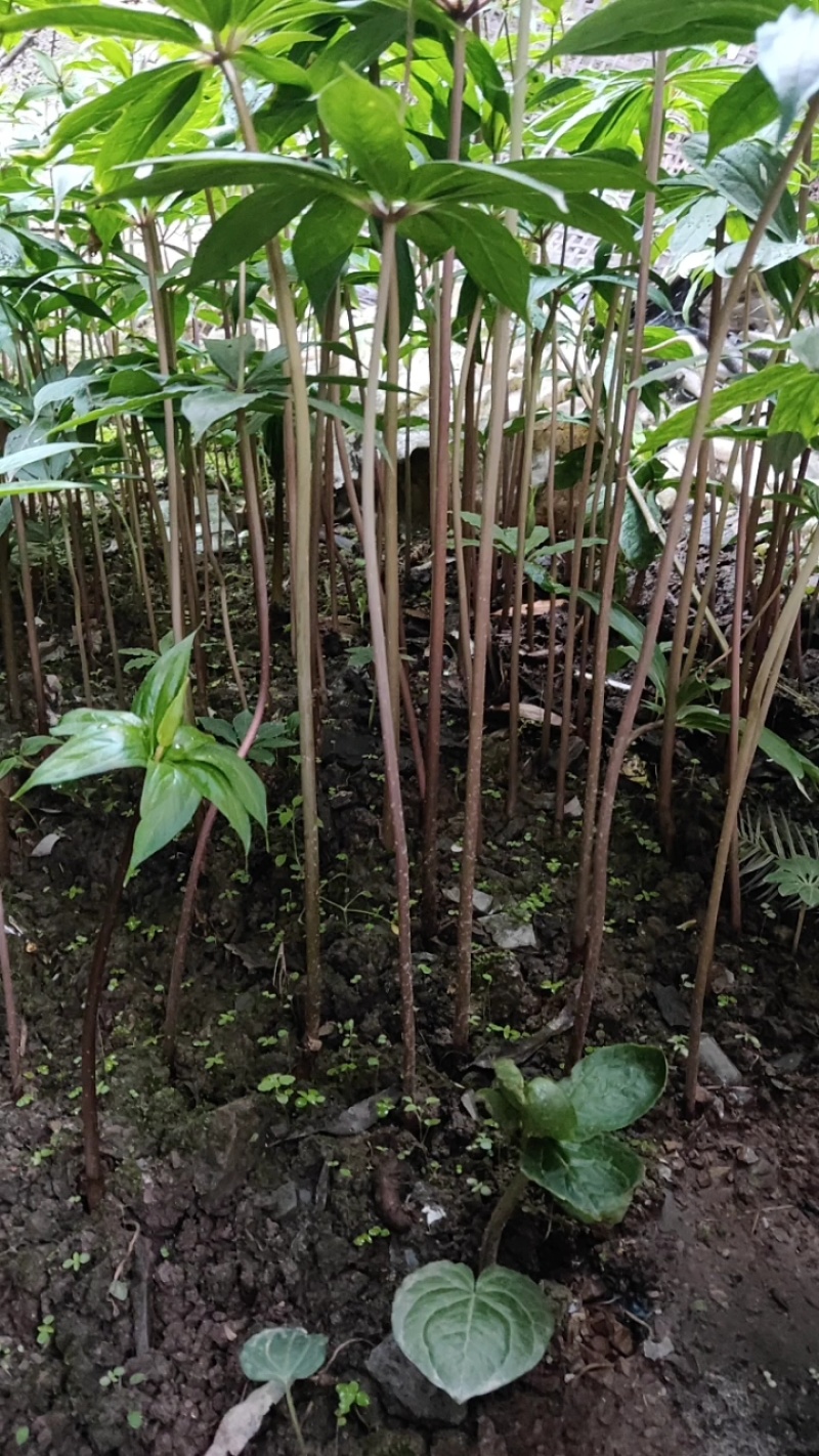 重庆重楼苗保质保量，量大从优，欢迎在线咨询