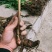 重庆重楼苗保质保量，量大从优，欢迎在线咨询