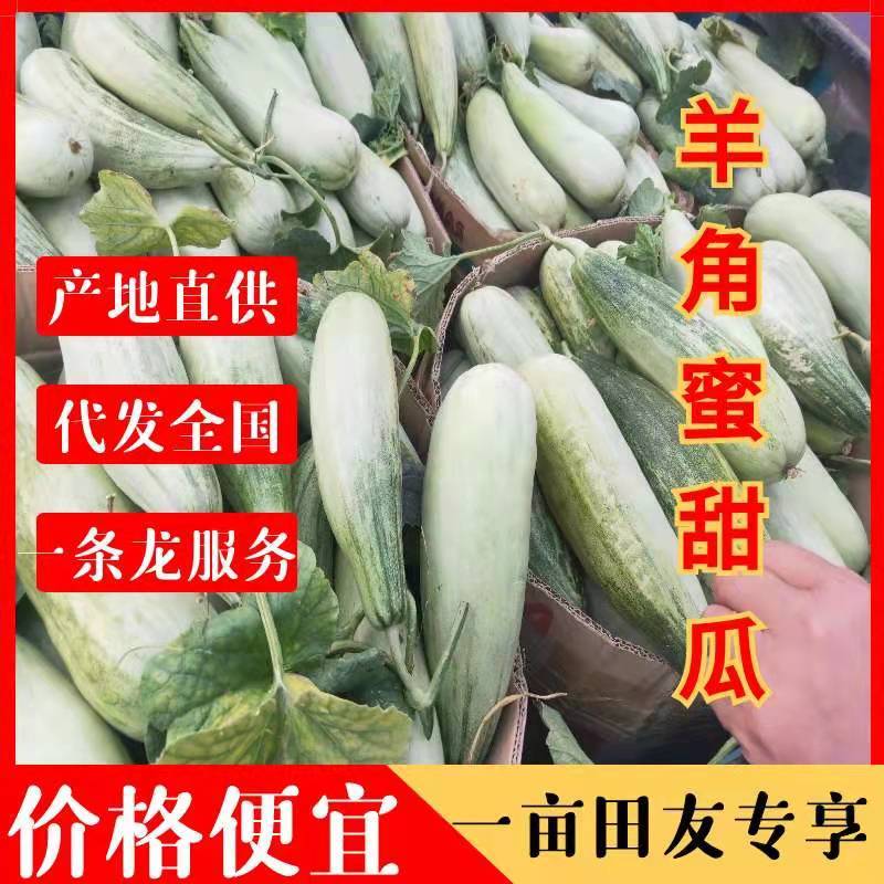 精品羊角蜜甜瓜上市，个头均匀颜色好，口感甜，产地一手货源