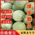 山东精品甜宝甜瓜现有货源，供应量大，价格便宜质量好
