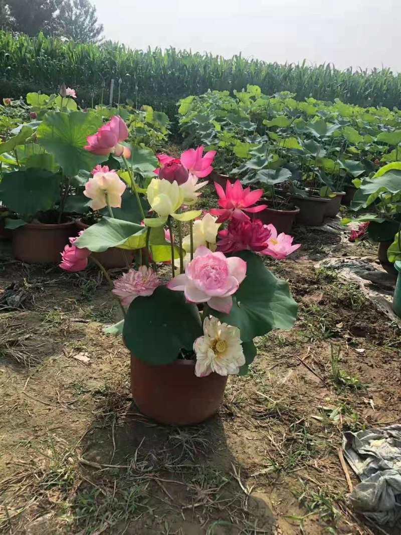 荷花苗优质莲藕种苗大型观赏荷花种藕苗死苗免费补发