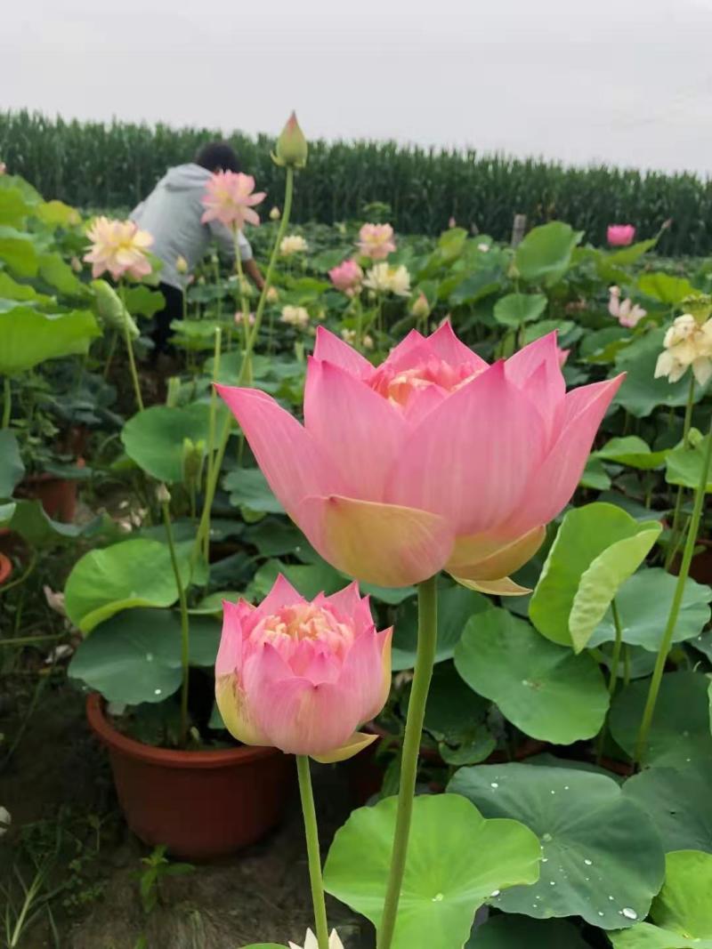 荷花苗优质莲藕种苗大型观赏荷花种藕苗死苗免费补发