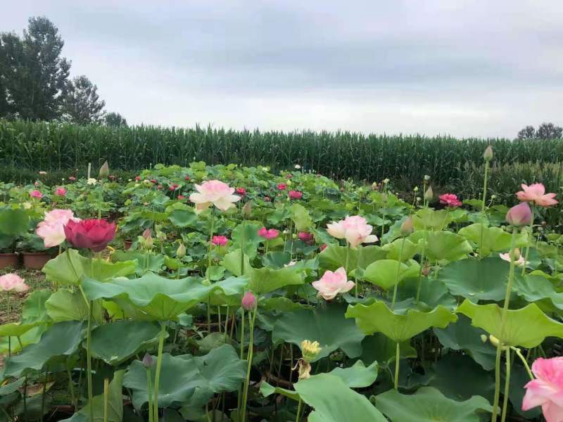 荷花苗优质莲藕种苗大型观赏荷花种藕苗死苗免费补发