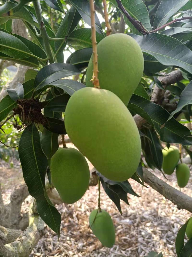 海南精品台芒万亩芒果基地现摘现发保质保量欢迎来电