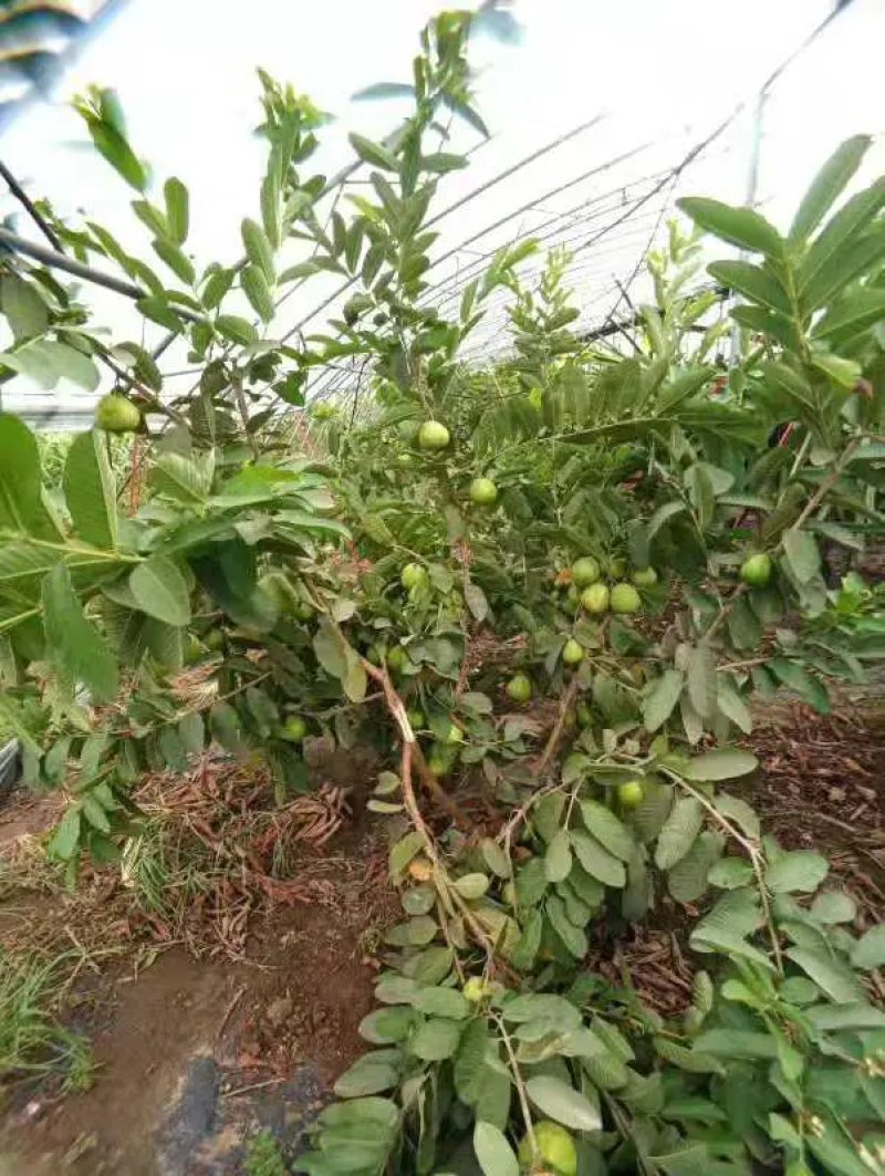 芭乐苗，西瓜珍珠芭乐，品种齐全，带杯全国发货，诚信经营
