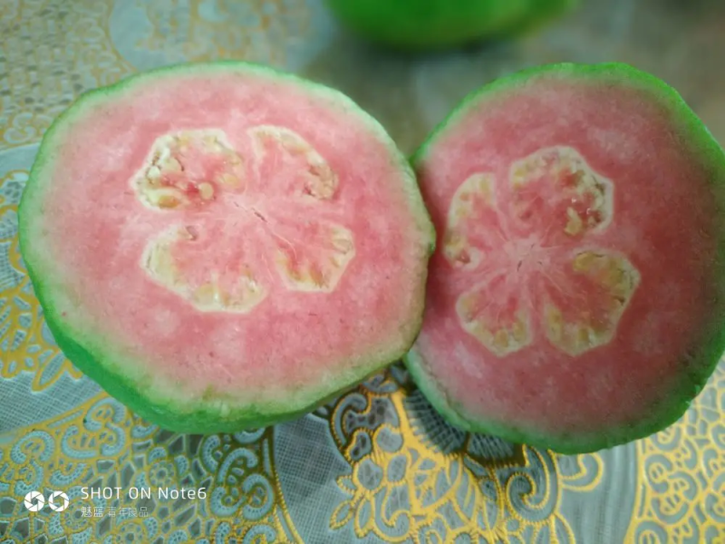 芭乐苗，西瓜珍珠芭乐，品种齐全，带杯全国发货，诚信经营