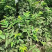 芭乐苗，西瓜珍珠芭乐，品种齐全，带杯全国发货，诚信经营