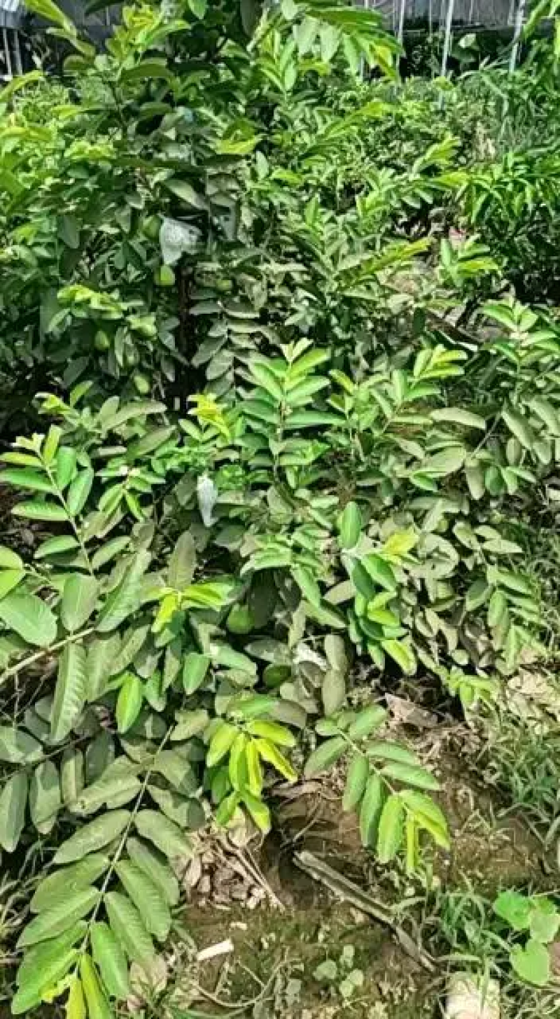 芭乐苗，西瓜珍珠芭乐，品种齐全，带杯全国发货，诚信经营