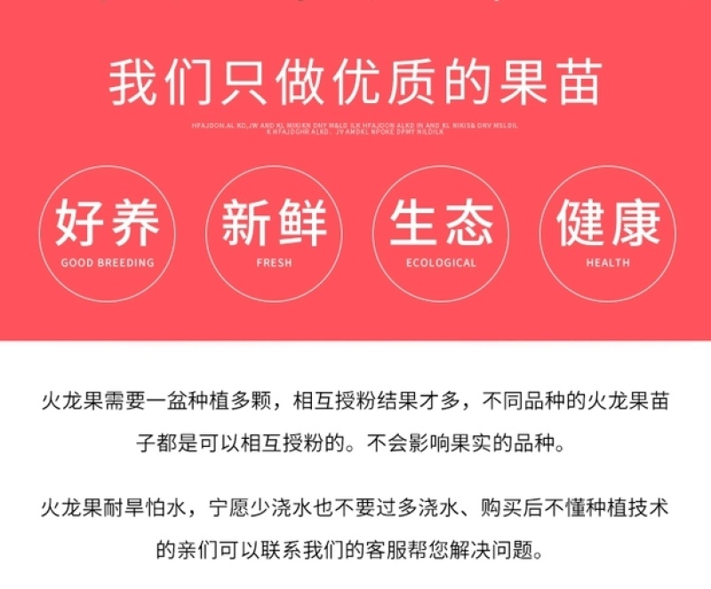大量销售火龙果苗，一年结果，包成活率，技术支持，全国发货