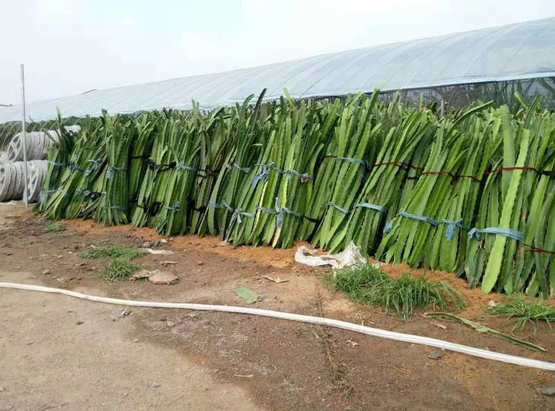 大量销售火龙果苗，一年结果，包成活率，技术支持，全国发货