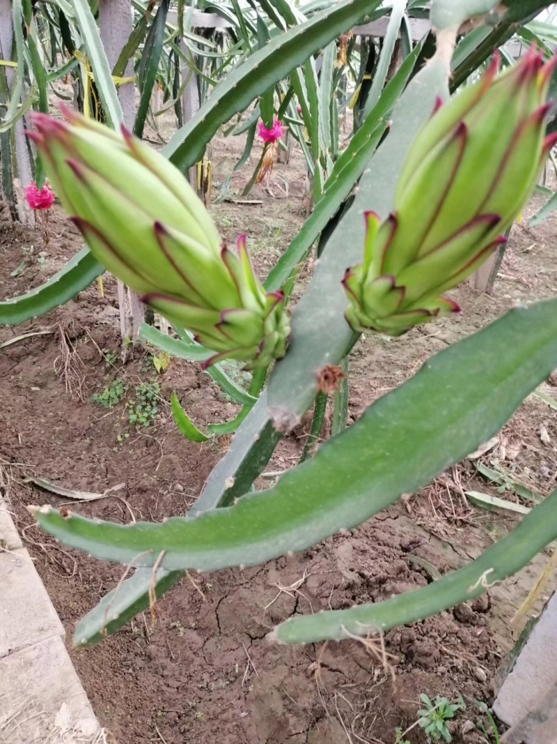 大量销售火龙果苗，一年结果，包成活率，技术支持，全国发货