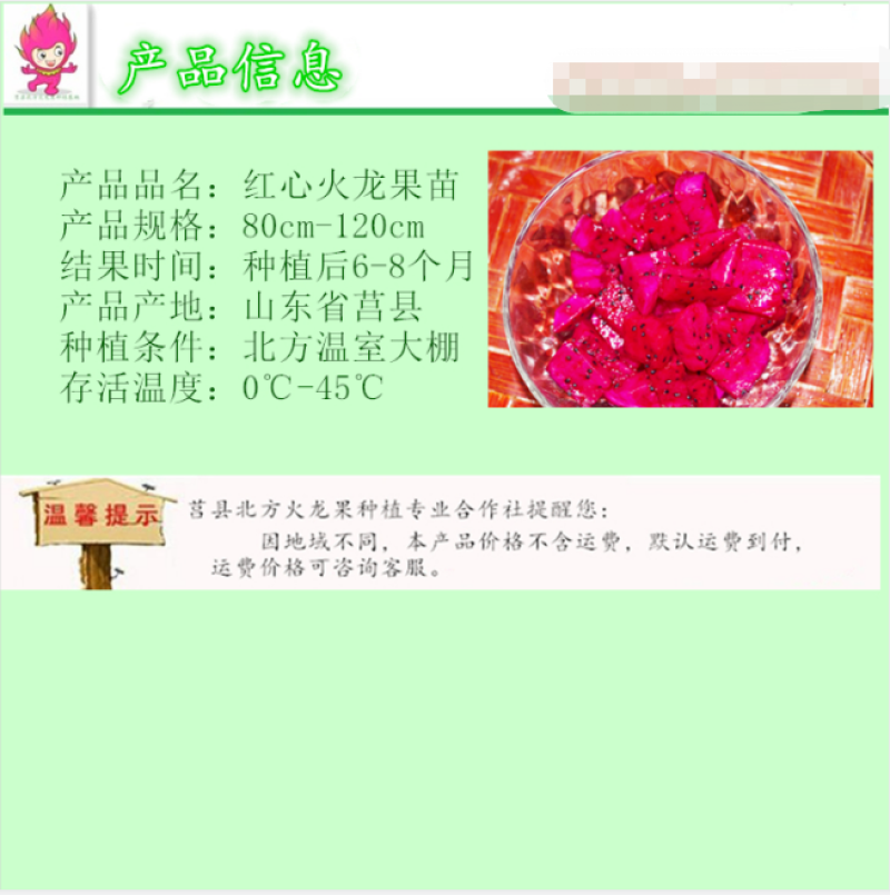 优质热带水果苗红心火龙果苗，半年结果包成活，技术指导