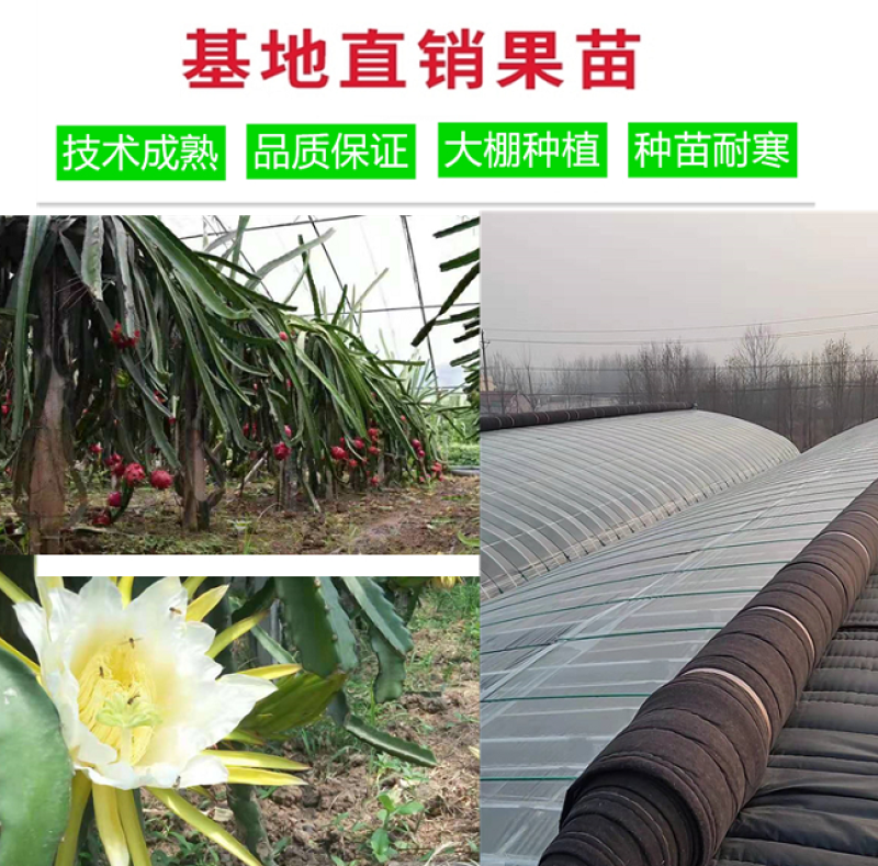 优质热带水果苗红心火龙果苗，半年结果包成活，技术指导