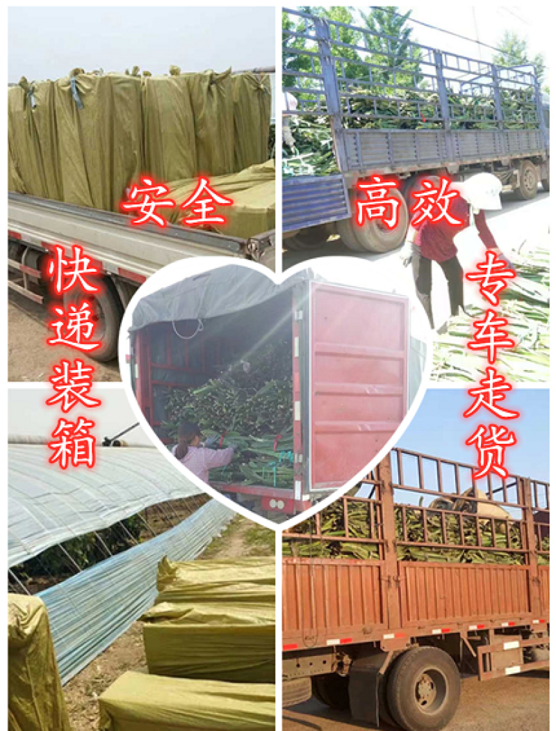 大量销售火龙果苗，一年结果，包成活率，技术支持，全国发货