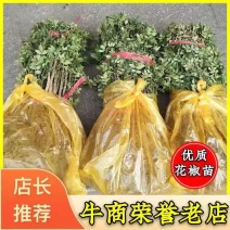 【精选大红袍花椒苗】陕西韩城花椒苗自家苗圃现挖现发
