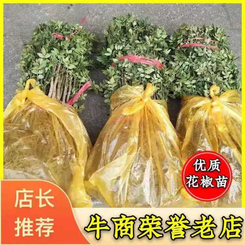 【精选大红袍花椒苗】陕西韩城花椒苗自家苗圃现挖现发