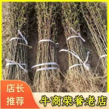 【精选推荐花椒苗】韩城大红袍狮子头，黄盖花椒苗，少量刺花椒苗